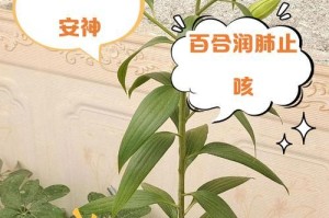 如何让百合植物充分享受阳光的关怀（百合怎样养护才能达到日晒要求？如何让百合花朵在阳光下绽放？）