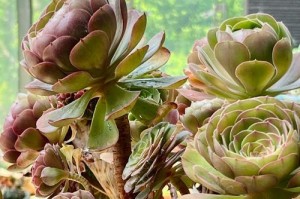 剪叶艺术（用剪刀打造独特的花朵底下世界）