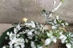 栀子花黄化病的预防与治疗（防治栀子花黄化病，保护花草健康生长）