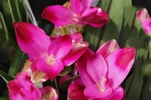 姜荷花的花期（四季开放，一年四季美丽）