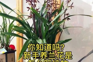 兰花养护全攻略（打造健康兰花，从这15个步骤开始）