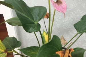 拯救粉掌（挽救植物生命的关键——保护粉掌免遭枯萎的策略）
