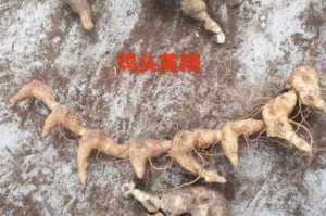 熟地与黄精（中草药中的两位明星）