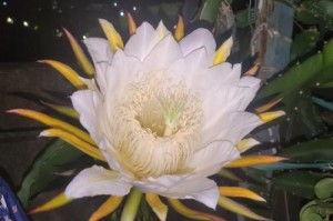 揭秘火龙果花的神秘色彩（探寻火龙果花的色彩奥秘与文化背景）