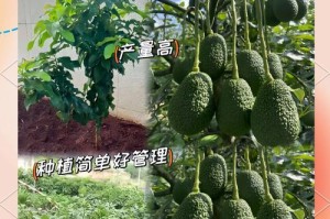 牛油果树修剪技巧（以新栽种的牛油果树为例，详解修剪方法）