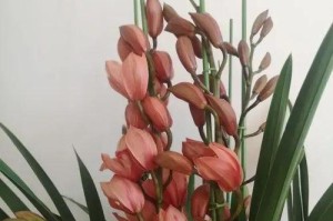 探秘小花惠兰的养殖技巧（培育小花惠兰，助你打造花海仙境）