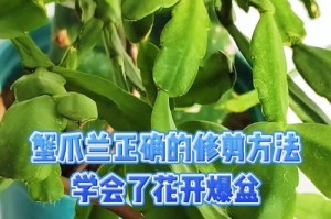 蟹爪兰烂根的解决方法（如何有效修复蟹爪兰烂根）