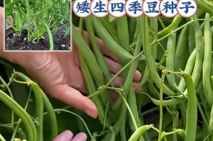 四季豆的季节（了解四季豆的生长季节和美味营养）