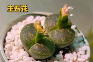以石生花夏天播种的方法与技巧（探索以石生花夏季播种的步骤和要点）