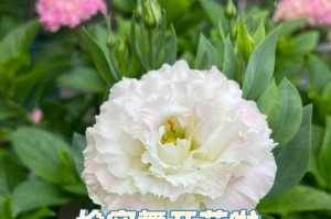 以结便花种植技巧与注意事项（轻松掌握结便花的种植方法，助您打造花园的亮点）