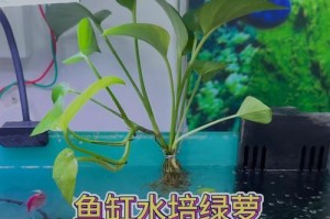 热带鱼缸里的绿萝（探索如何在热带鱼缸中培养茂盛的绿萝，提升生态美学空间）