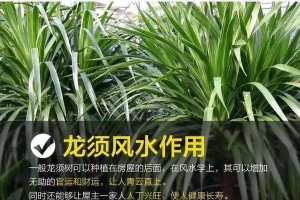 龙须花卉的移栽技巧（打造美丽花园，掌握龙须花的移植要点）