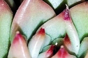 江户紫多肉的浇水技巧（掌握正确浇水方法，打造健康多肉植物）