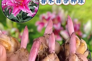 夏天百合种球的养护方法（打造盛夏花海的关键诀窍，百合种球养护指南）