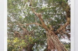 以榕树剪下的枝如何生根——探索植物繁殖的奇妙之旅（让榕树枝条生根的技巧与方法，助您成功繁育新苗）