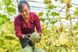 哈密瓜种植技术与管理法（打造高产、优质的哈密瓜种植全流程）