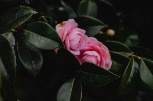 山茶花的生长周期（从花芽到开花，一步步解析山茶花生长过程）