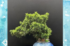 小罗汉松养殖方法及技巧（学会养殖小罗汉松，享受绿色生活）