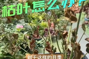 揭秘月季花尖干枯之谜（探究月季花尖为何干枯，如何有效护理）