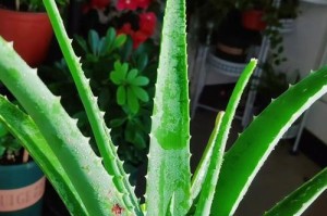 芦荟水培养殖方法及步骤（自家种植无忧，掌握水培技巧，让芦荟不断生长）
