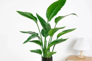 天堂鸟植物的养殖与护理指南（打造迷人的天堂鸟植物花园，让家居更加生机盎然）