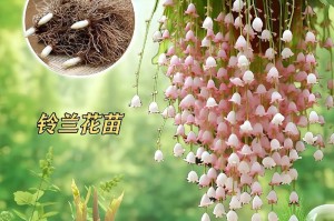 铃兰开花时间及特点（探究铃兰盛开的季节与美丽）