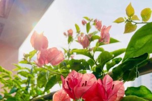 三角梅不是裸子植物！（揭秘三角梅的真正身份，为你解开植物学谜团。）