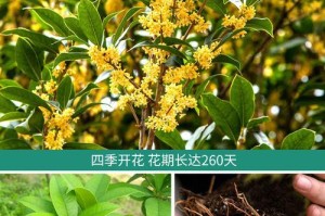 在室内种桂花，你可以这样做（打造清新芬芳的居家环境，添置室内桂花）