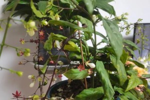 茉莉花焦叶的处理方法（保护茉莉花免受焦叶困扰）