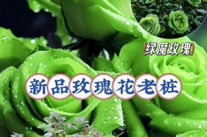 如何养殖黄玫瑰？（让黄玫瑰更旺盛的养殖技巧）