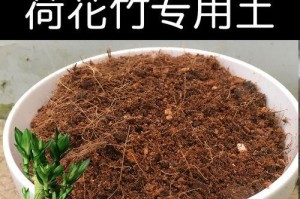 以荷花竹养大了怎么办？（探索荷花竹的种植技巧与养护要点）