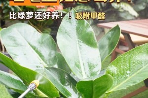打造健康美丽的金钻养成法（养一颗耀眼金钻，用这些小窍门！）