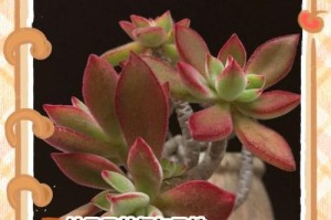 《锦晃星如何修剪才能开花？》（学会正确修剪，让锦晃星绽放绚丽花朵）
