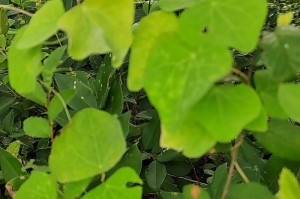 以吊吊草怎么栽种（打造室内绿色空间的首选植物）