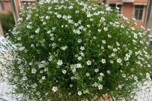 满天星开花时间和养护方法（了解满天星开花时间，打造美丽花园）