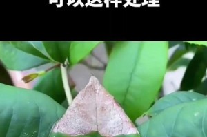 桂花树黄叶子的原因及处理方法（桂花树叶子变黄是常见问题，快来了解原因和解决方法吧！）
