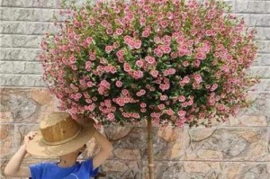 木槿养护秘籍（打造健康美丽的木槿花园）