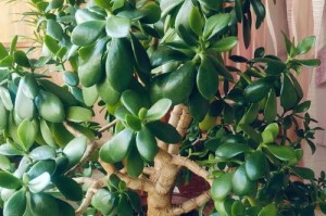 万年青为何没有叶？（探索万年青植物叶子消失的奥秘）