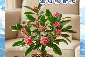 金边瑞香的花期及开花凋谢时间（探究金边瑞香的生长周期，了解瑞香的特性）