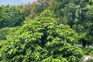 探秘令人惊叹的凤眼种子（一种神奇的植物种子）