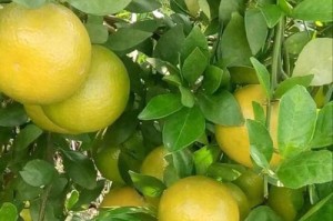 探究皇帝柑结果实几年（一个神奇果实的成长历程）