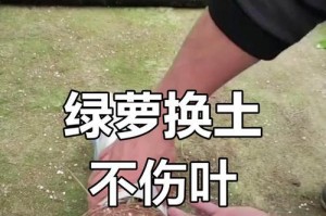绿萝根发霉的治疗方法（如何有效预防和处理绿萝根发霉问题）