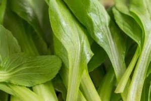 鸡毛菜施肥方法解析（如何选择最佳肥料，让鸡毛菜生长更健康？）