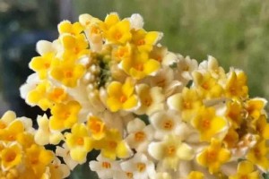 如何成功养护结香花（结香花的关键养护技巧及注意事项）