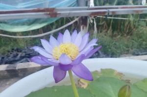 睡莲为什么在出芽后会蔫掉？（原因分析及护理方法解析）