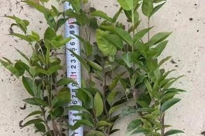 嘉宝果结果喜人（嘉宝果几年结果实，助力果农致富）