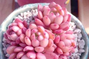 红宝石多肉的黑腐烂原因及防治方法（揭秘红宝石多肉为何容易出现黑腐烂，教你科学护肤）