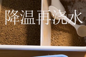 移栽生石花后浇水技巧（保护生石花生长的关键是正确的浇水方法）