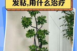 亚鹅掌叶黄如何治疗？（掌握关键方法，还给你健康的亚鹅掌叶）