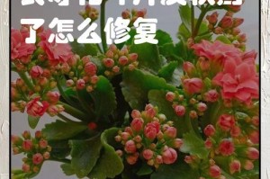 如何救活一朵花蔫了的植物